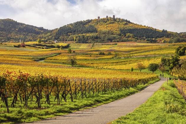 Calendar motifs: Vineyards