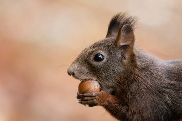 Squirrels in Königsfeld in the Black Forest