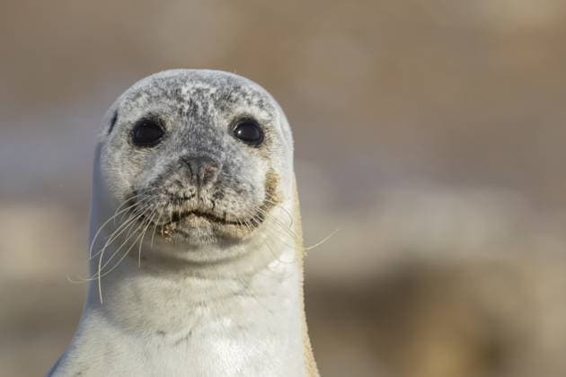 Calendar motifs: Seals