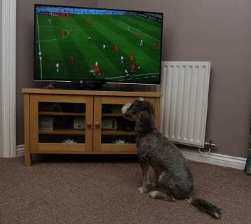 World Cup 2018, Dog watches Football World Cup in Peterborough