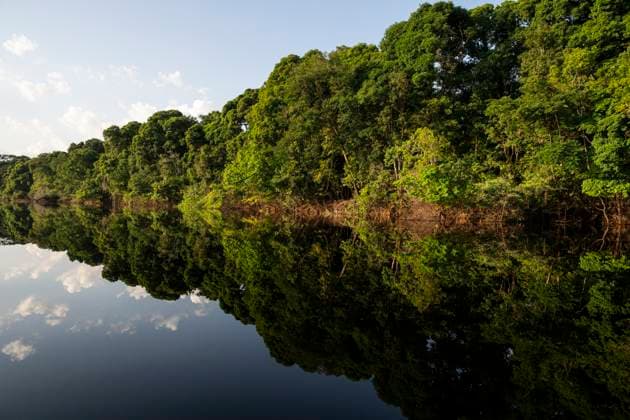 Deforestation in the Amazon has decreased in 2025, archive images