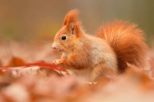 Calendar motifs: Squirrels