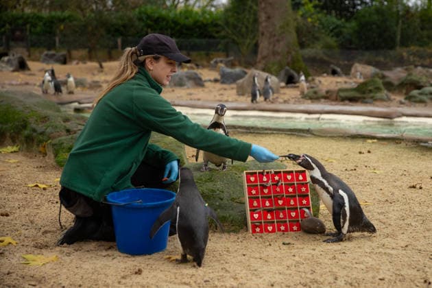 Penguins at London Zoo get an advent calendar