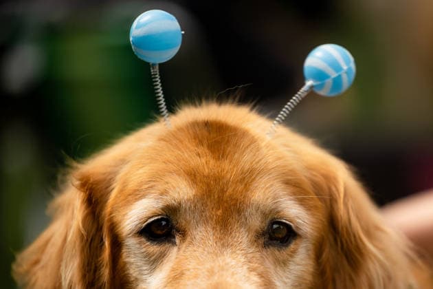 Argentina, Golden Retriever meeting for world record in Buenos Aires