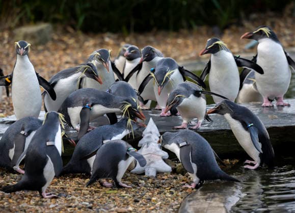 Christmas presents for the animals at Whipsnade Zoo