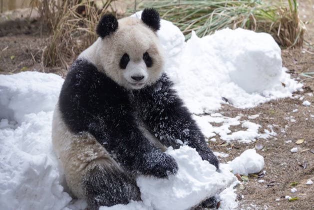 Pandas at Chongqing Zoo