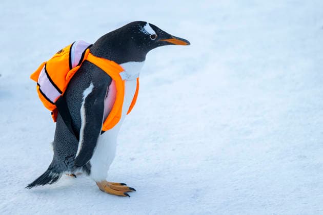 Penguin parade in Harbin