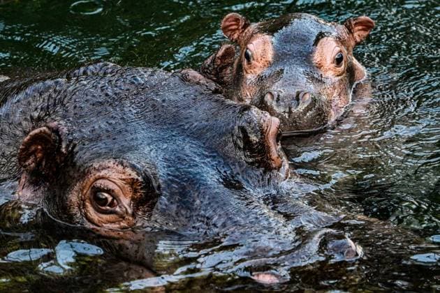 Berlin, young hippo Willi Wackelöhrchen at the zoo