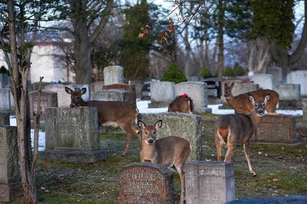 Animals at Park Lawn Cemetery in Toronto, Canada