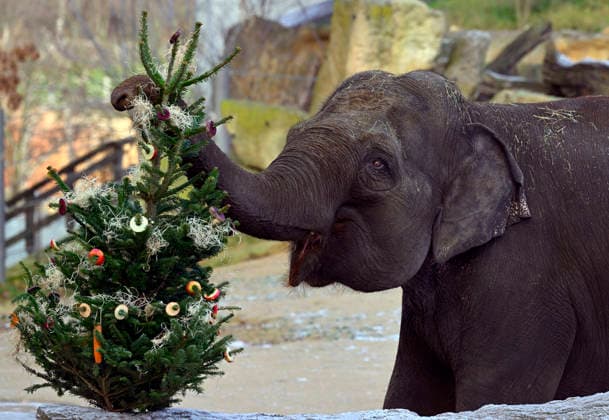 Animals at Prague Zoo get Christmas trees