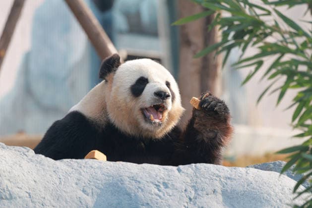 Pandas at Chengdu Zoo