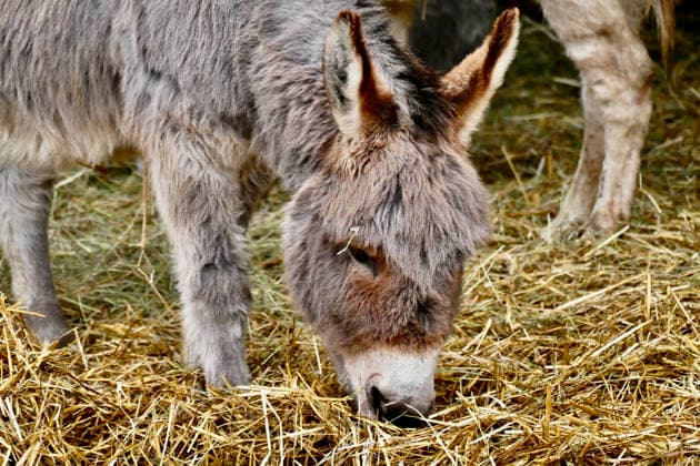 Island Farm Donkey Sanctuary in Oxfordshire
