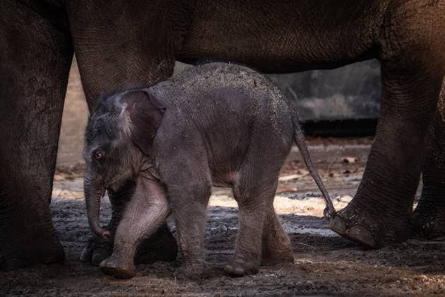 Elephant calf Mook Uhm at Artis Zoo in Amsterdam