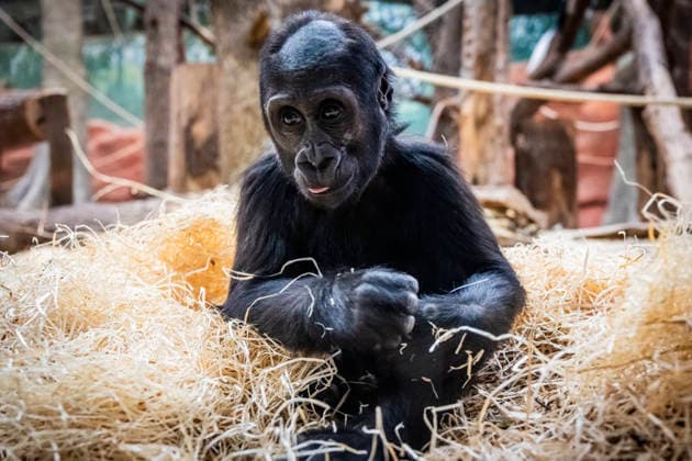 Baby gorilla Mobi celebrates her second birthday at Prague Zoo