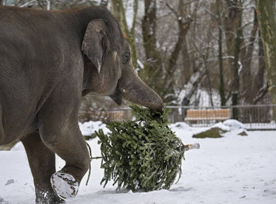 Berlin, animals at the zoo get discarded Christmas trees