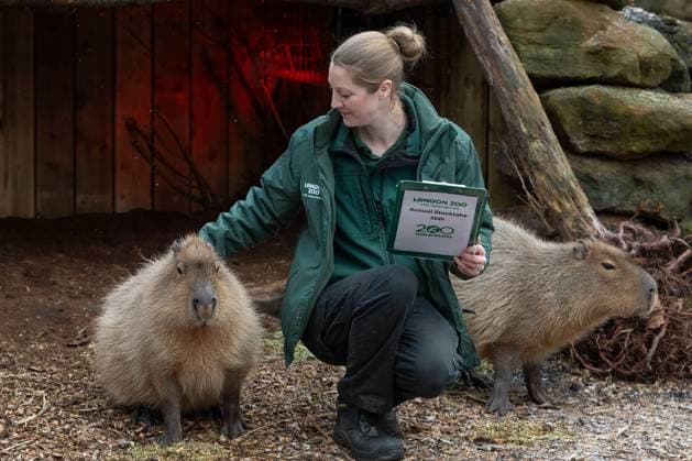 Annual inventory at London Zoo
