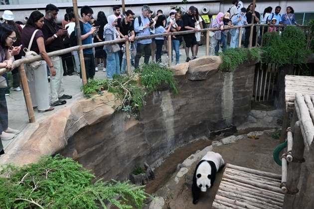 Panda bears at Negara Zoo near Kuala Lumpur, Malaysia