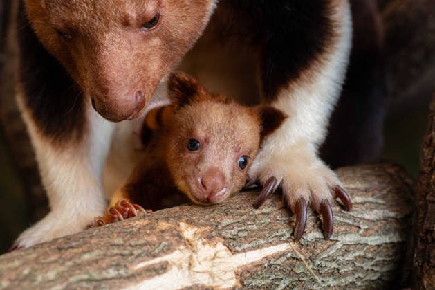Chester Zoo's tree kangaroo Joey leaves the pouch for the first time