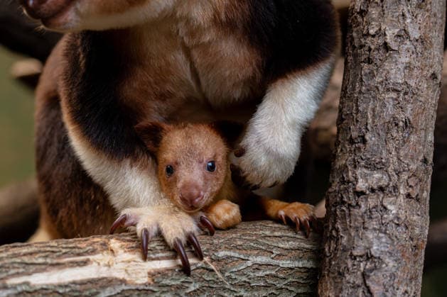 Kangaroo offspring at Chester Zoo