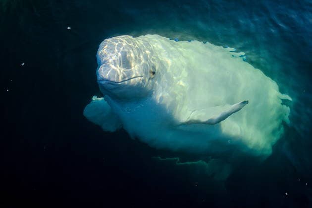 Beluga whale apparently spotted in the Flensburg Fjord - Archive pictures