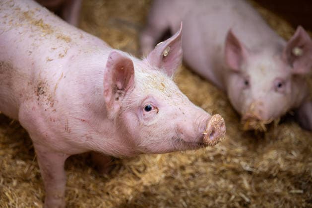Federal government wants to extend farming method logo for meat to restaurants, archive images