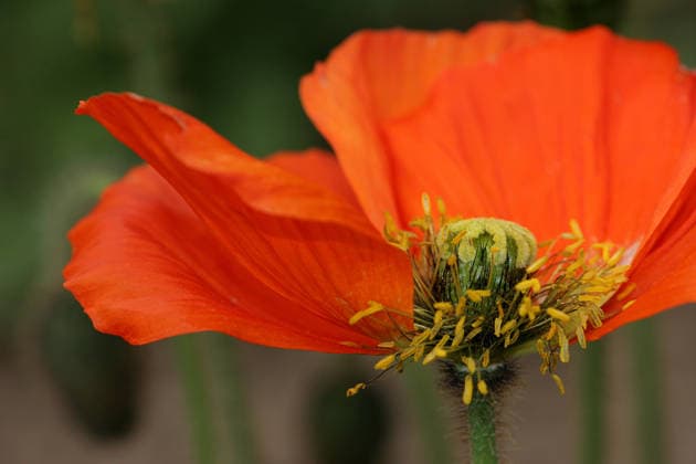 Nature, Plants, Iceland poppy