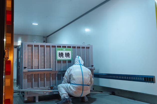 Arrival of a panda at Chengdu Zoo