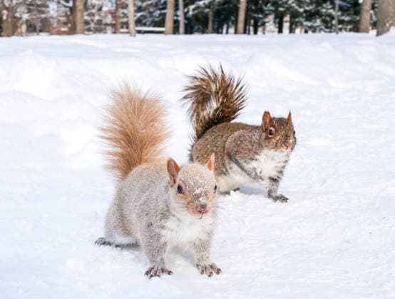 Squirrels in the snow in Quebec, Canada