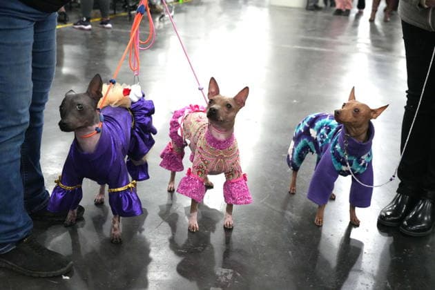 150th Annual Westminster Kennel Club Dog Show in New York