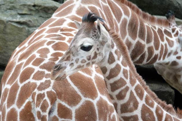 Giraffe offspring at the zoo in Memphis, Tennessee