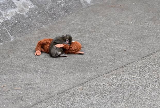Baby monkey and its stuffed animal at Ichikawa City Zoo in Chiba