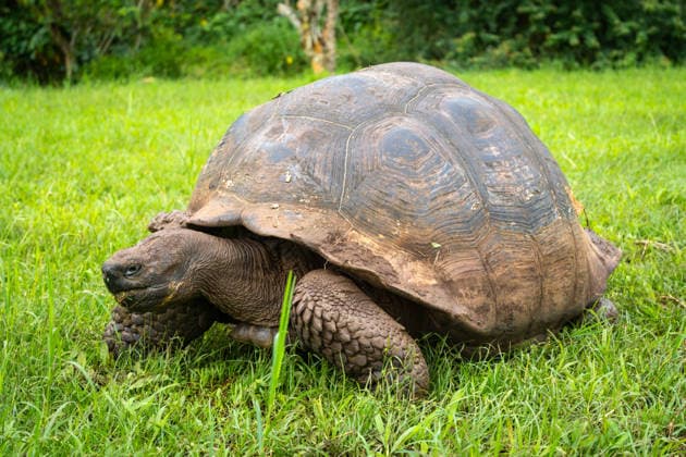 World Turtle Day on 23 May