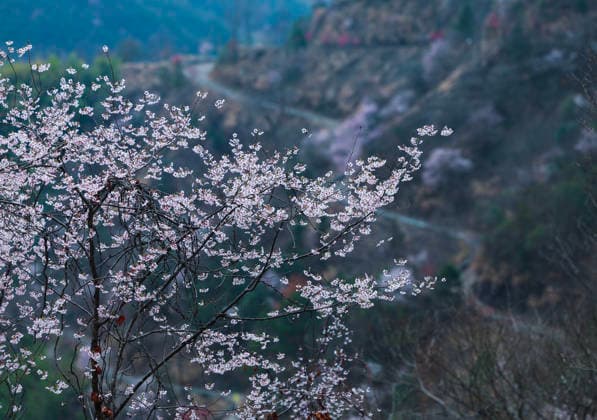 China, Cherry blossom in Jiande