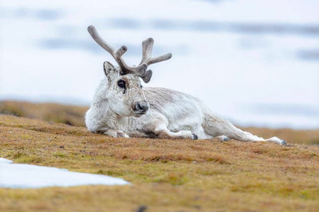 Norway reports mysterious reindeer deaths, archive images