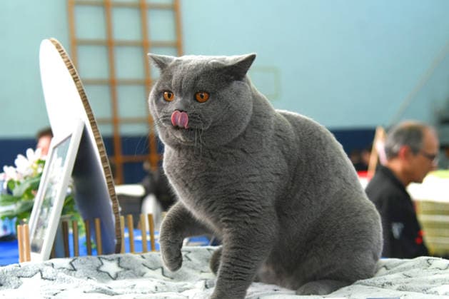 Croatia, cat show in Bjelovar