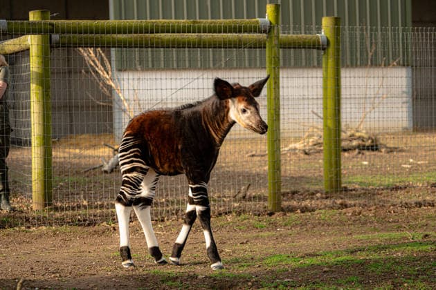 Okapi offspring at Yorkshire Zoo