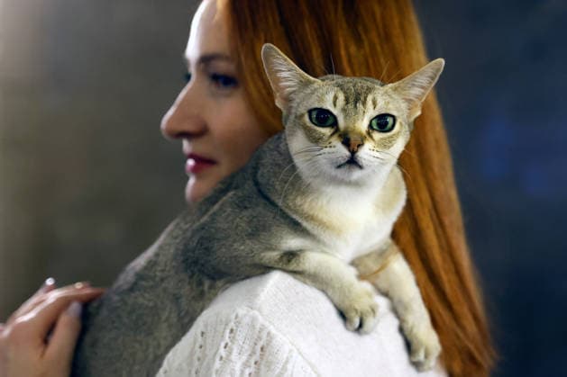 Romania, Sofisticat Spring International Catshow in Bucharest