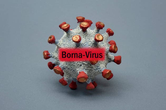 Person dies of Borna virus in Bavaria, symbol images