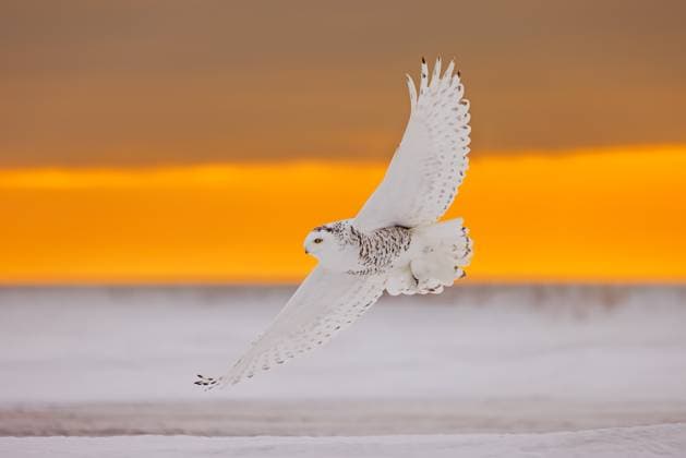 COP15 species conservation conference, UN decides to protect 40 more migratory species, archive images