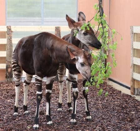 Italy, Two okapis move into Le Cornelle Wildlife Park in Valbrembo
