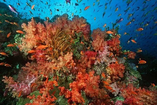 Calendar motifs: At the coral reef