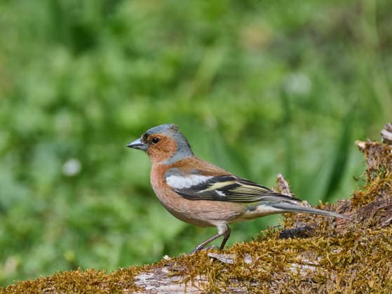 Number of garden birds continues to decline, archive images