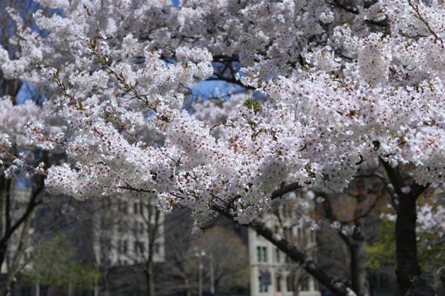 Canada, Cherry blossom in Toronto