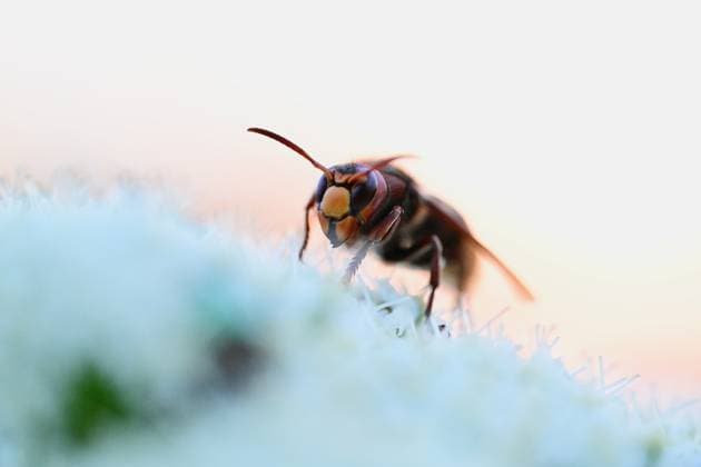 World Bee Day, bees in Ducze, Turkey