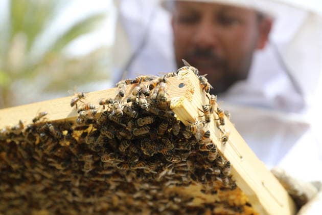 World Bee Day, beekeepers in Baghdad, Iraq