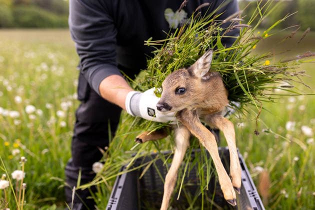 Baden-Württemberg, fawn rescuers in the Zollernalb district