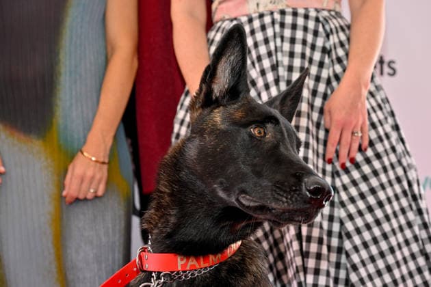 Cannes International Film Festival, Palm Dog Award