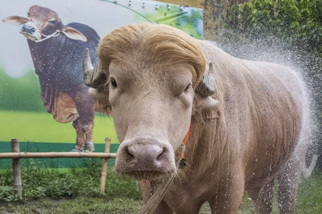 Bangladesh, albino buffalo nicknamed Donald Trump in Narayanganj