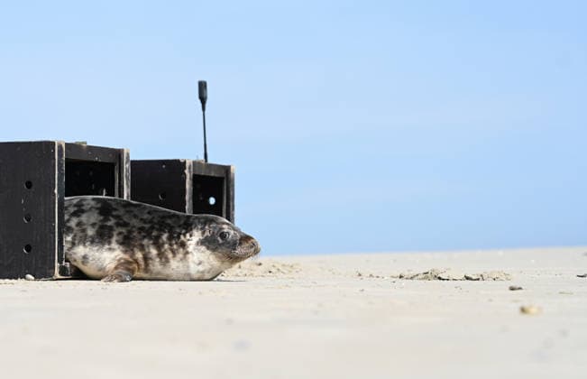 Lower Saxony, Two grey seals released into the wild at Norddeich