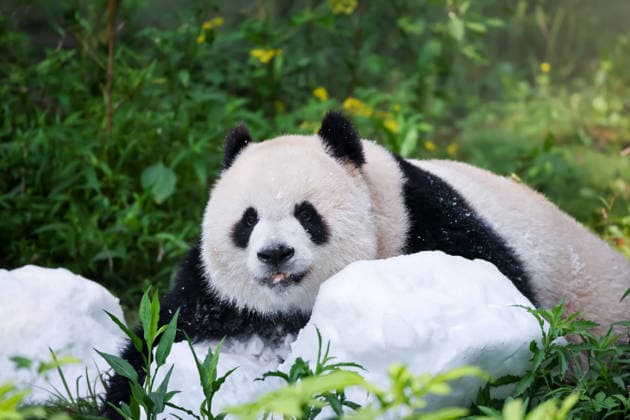 Giant pandas at Chongqing Zoo